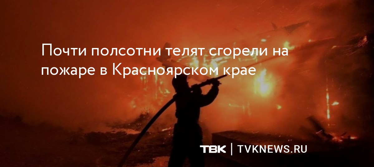 Почти полсотни телят сгорели на пожаре в Красноярском крае