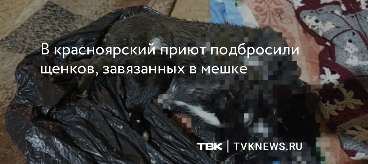 В красноярский приют подбросили щенков, завязанных в мешке
