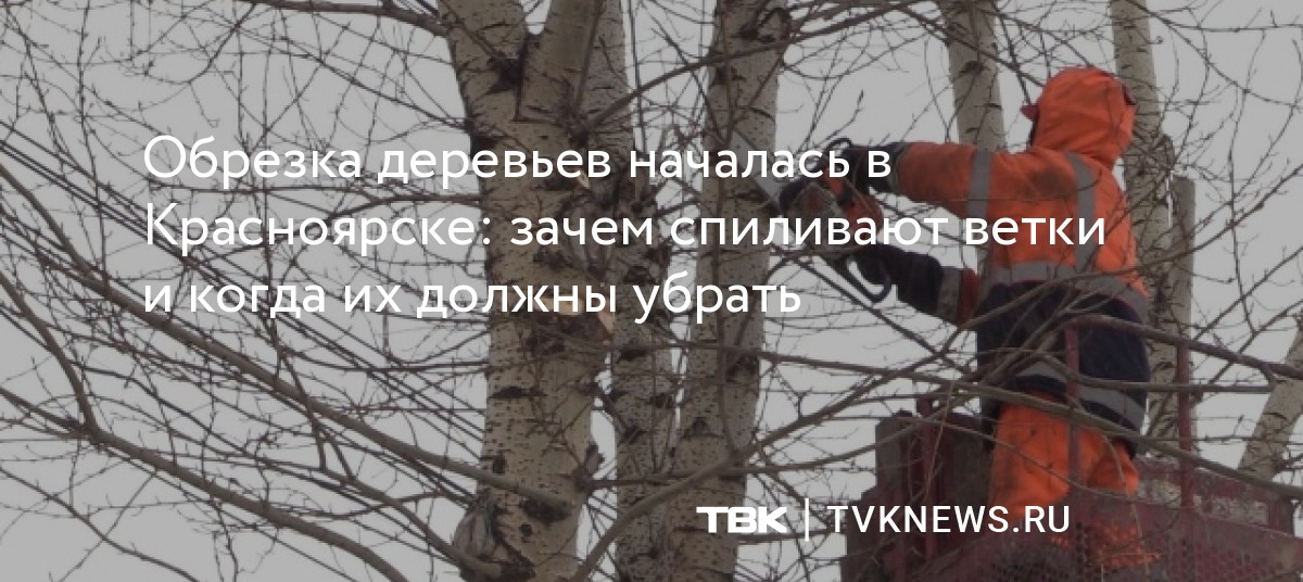 Обрезка деревьев началась в Красноярске: зачем спиливают ветки и когда ...