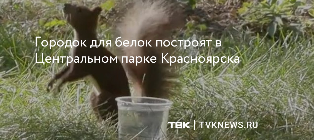 Городок для белок построят в Центральном парке Красноярска