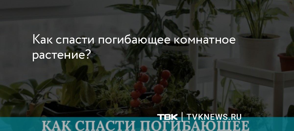 Завядший спатифиллум. Спатифиллум каннолистный. Почему гибнут комнатные цветы. Фиалка комнатная. Алоэ вера загнивают листья.