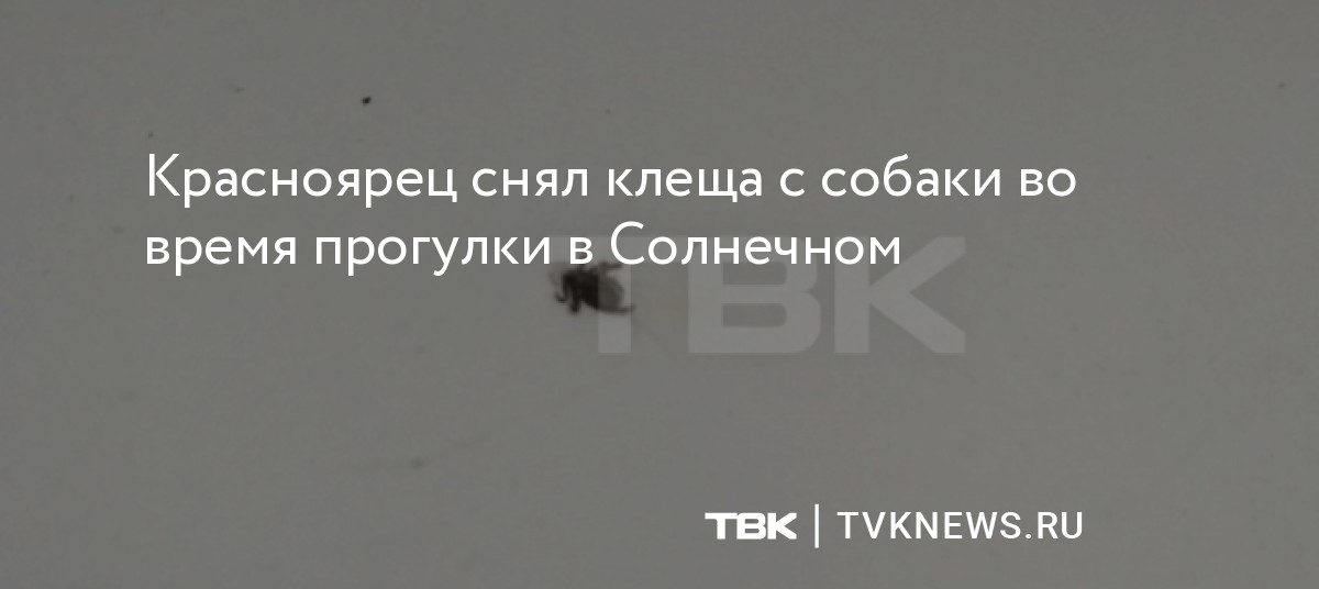 Красноярец снял клеща с собаки во время прогулки в Солнечном
