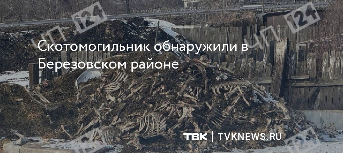 Скотомогильник обнаружили в Березовском районе