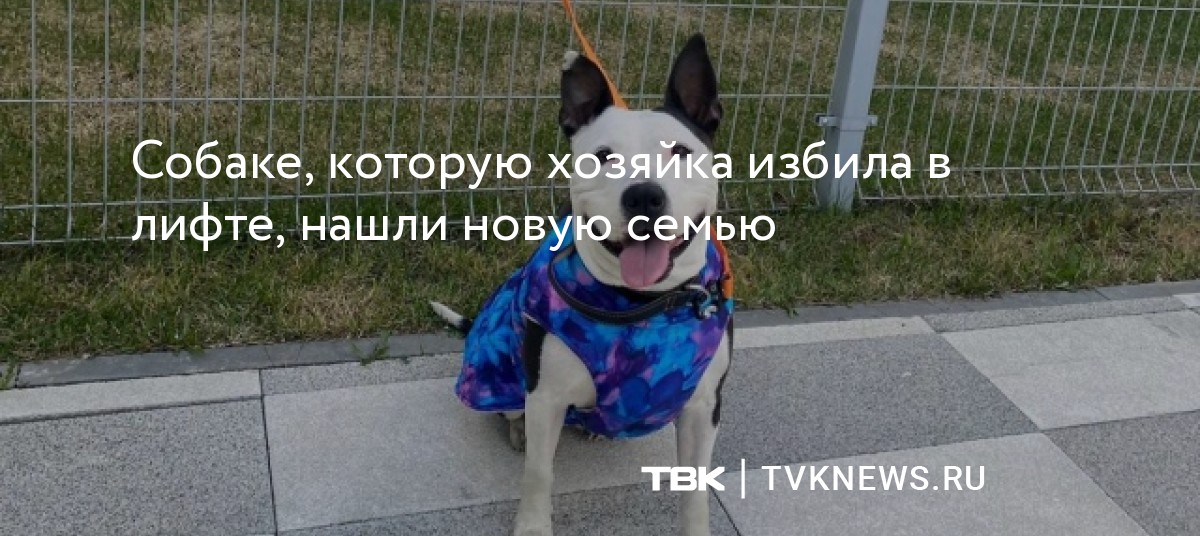 Собаке, которую красноярка избила в лифте, нашли новую семью