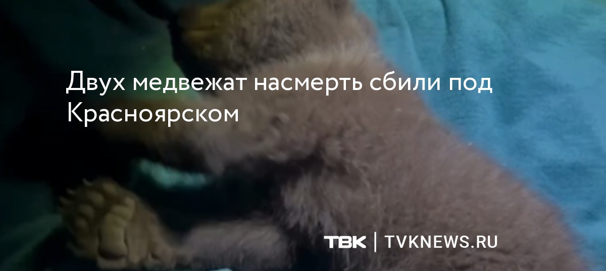 Двух медвежат насмерть сбили под Красноярском