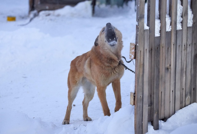 «Действующая власть должна была высказаться»: депутаты организуют митинг в Кузнецово против бродячих собак