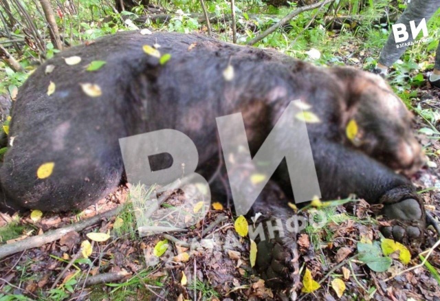 Медведь едва не разодрал троих грибников в Курагинском районе