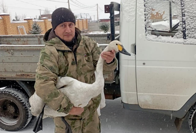 Краснокнижного лебедя спасли из замерзающего озера в Красноярске