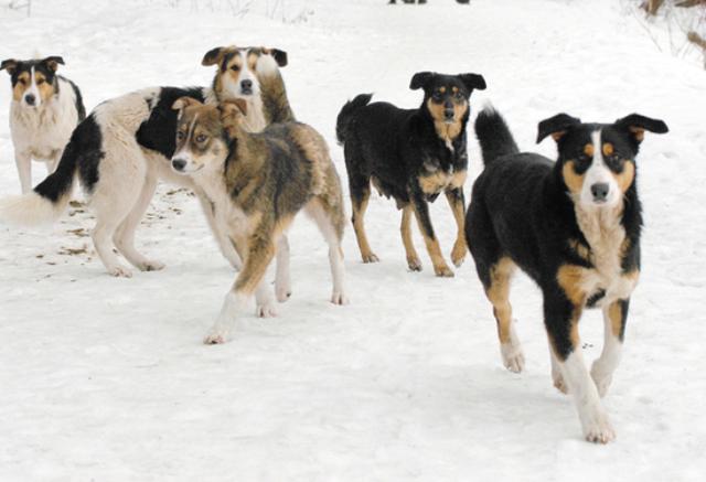 Эвтаназия бродячих собак: реакция общественности на новый закон Красноярского края