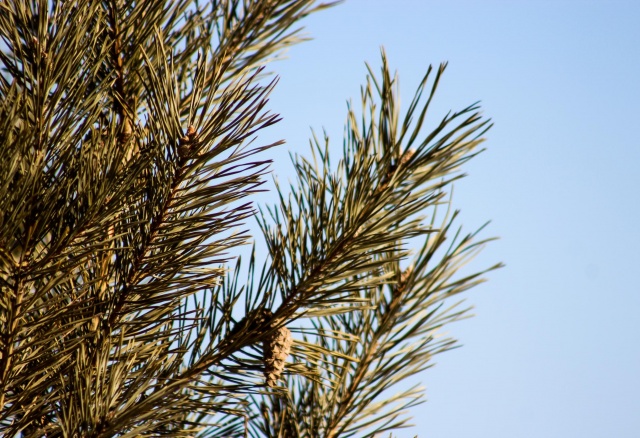 На выходных в Красноярске потеплеет до -1°C