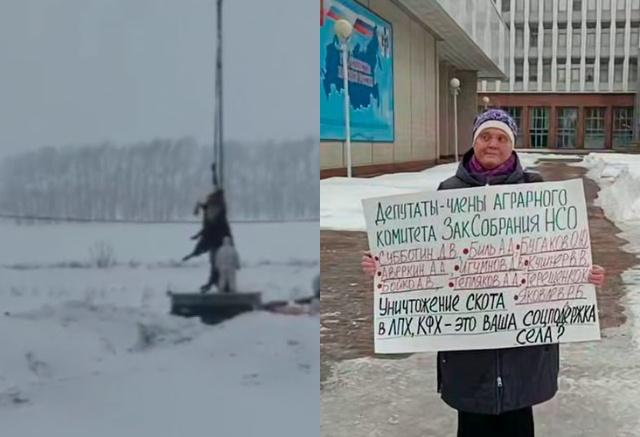 Колонна силовиков, задержания и более 200 млн рублей ущерба: что известно о массовом забое скота в Новосибирской области?