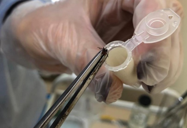 Эрлихиоз и анаплазмоз выявили у жителей Красноярского края после присасывания клещей