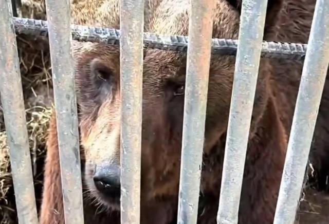 Московские зоозащитники приехали на помощь медведю из кафе «Араик» на трассе под Красноярском