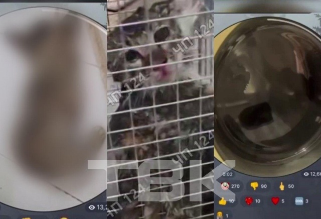 В Красноярске неизвестный создал Telegram-канал, где публикует видео с издевательствами над животными