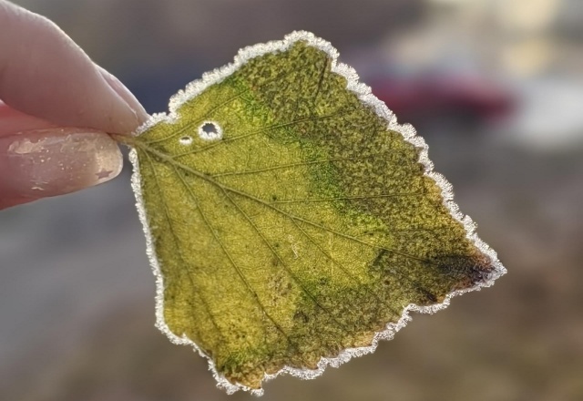 +6°C и ветер: погода на рабочую неделю в Красноярске