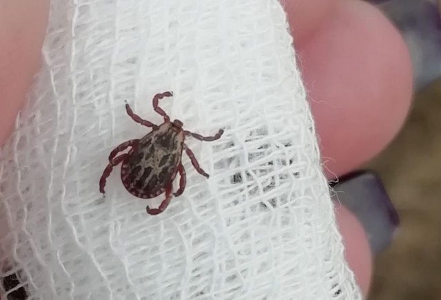 Роспотребнадзор: в Красноярском крае проснулись клещи