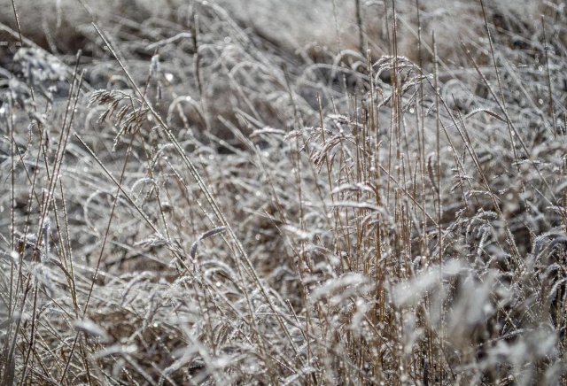 Ноябрь удивляет красноярцев «плюсом» и дождем. Аномалия или норма? Ответ синоптика