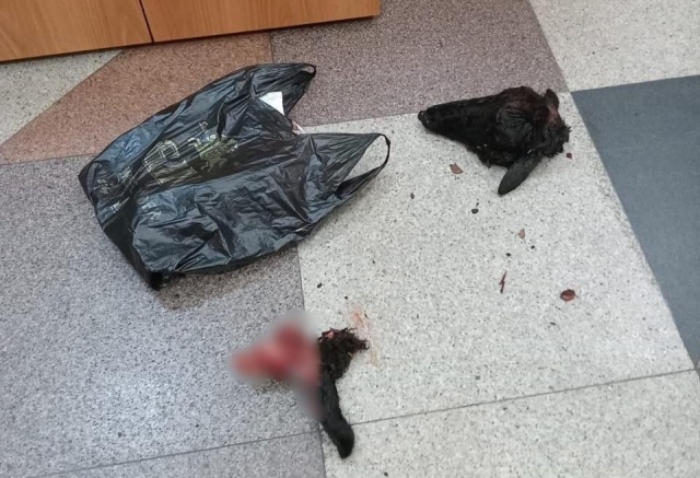 «Попытка дестабилизировать обстановку в регионе»: мусульманское духовенство о выброшенной голове барана в храме 