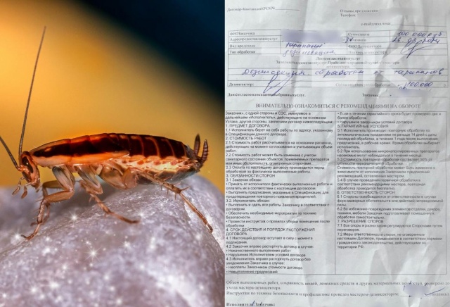Красноярка заплатила 100 тысяч за обработку квартиры от тараканов несуществующей компании