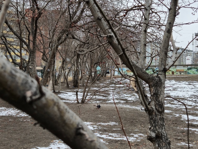 Сильный ветер, резкое похолодание и дожди прогнозируют в Красноярске