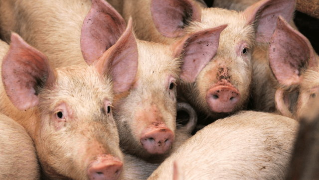 В Минусинском районе ввели режим ЧС из-за вспышки африканской чумы свиней: вирус добрался и до Каратузского