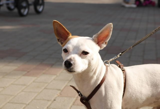 В Красноярске запустили телеграм-бот по поиску площадок для выгула собак 