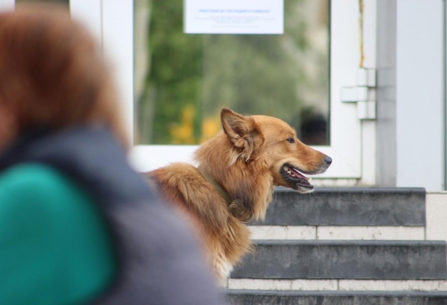 Путешествие с четвероногим: какие документы нужны питомцу и где их получить
