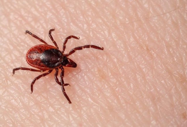В Красноярском крае зарегистрировали первый случай присасывания клеща