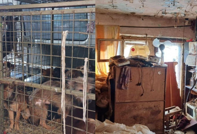 В Бородино женщина держала 40 собак в двухкомнатной квартире: ее выселили из жилья спустя годы жалоб соседей