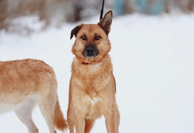 «Собакам выписали смертный приговор»: блогеры запустили акцию против эвтаназии животных из приютов Красноярска