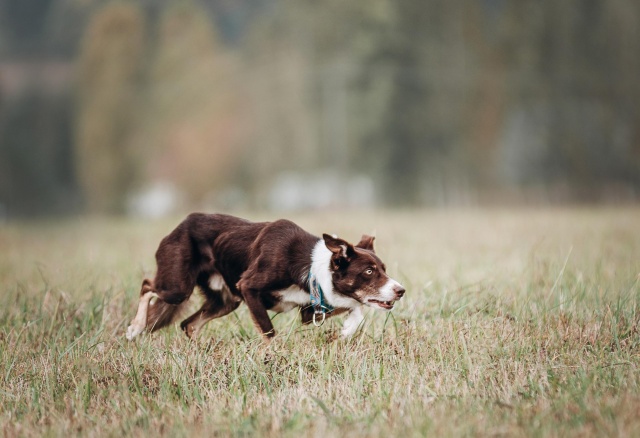 В Красноярске нашелся пес-спасатель Тип-Топ: он провалился в люк и просидел 9 дней