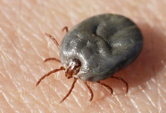 В Красноярском крае подтвердился первый в этом году случай энцефалита