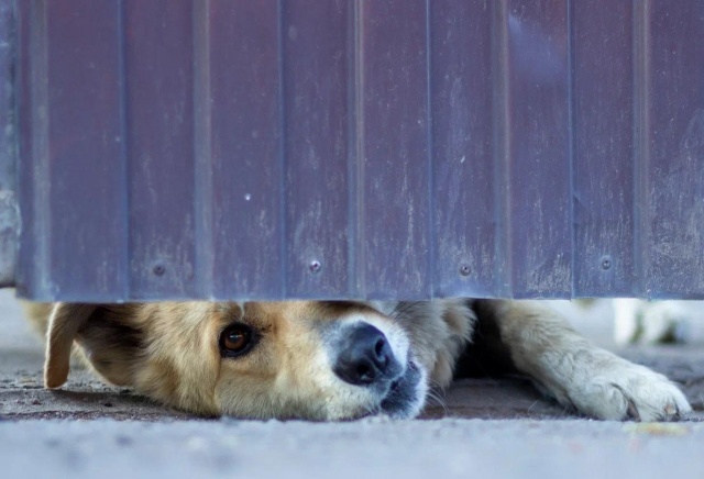 Бешенство нашли у домашней собаки в Минусинске