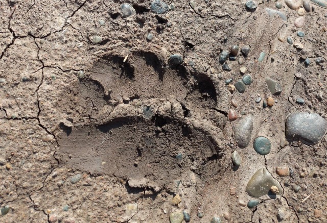 Следы медведя вновь заметили в «Гремячей гриве»