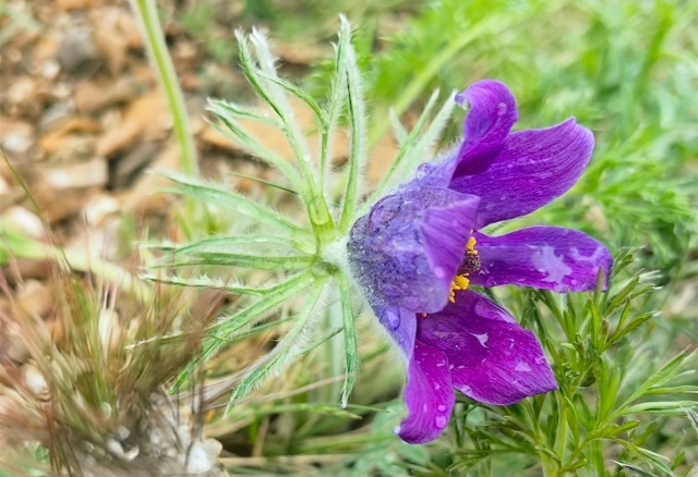 Облачно и до +25°C: погода на майские праздники в Красноярске