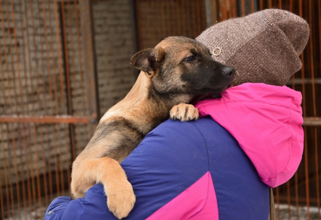 «Мы поверили в доброту»: за 3 дня красноярцы собрали 174 тысячи рублей, чтобы закрыть долги приюта для животных