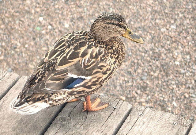 От -10°C до +5°C: прогноз погоды на выходные в Красноярске