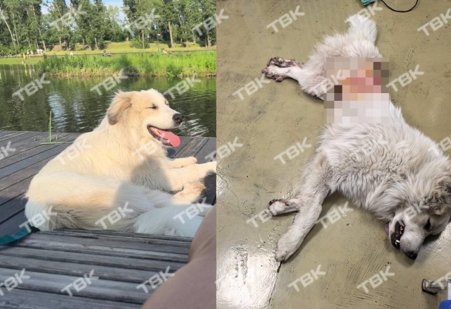 «Нанес 4 удара ножом и спокойно ушел»: красноярец напал на домашнюю собаку во время прогулки