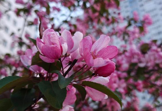 Где в Красноярске сфотографироваться с цветущим розовым миндалем и яблонями: публикуем адреса