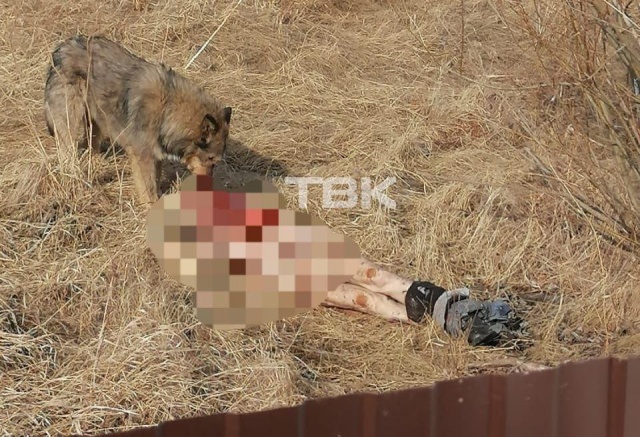 Бродячие собаки обглодали тело мужчины в СНТ в Красноярске