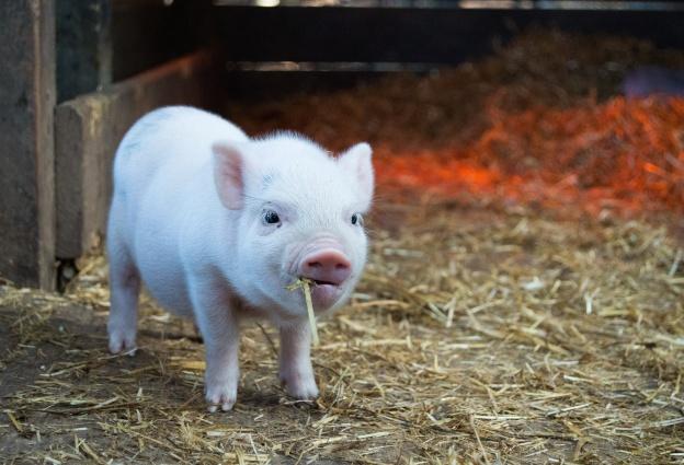 Очаг африканской чумы свиней выявили в Минусинске