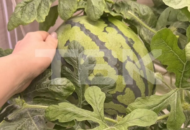 Красноярка вырастила арбуз и дыню на балконе. В чем секрет успеха?