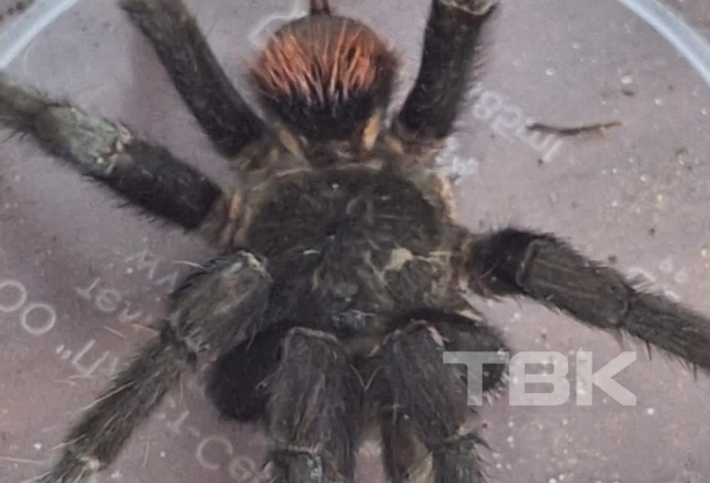 «Иду по улице, а он – за мной»: красноярец нашел экзотического паука в центре города
