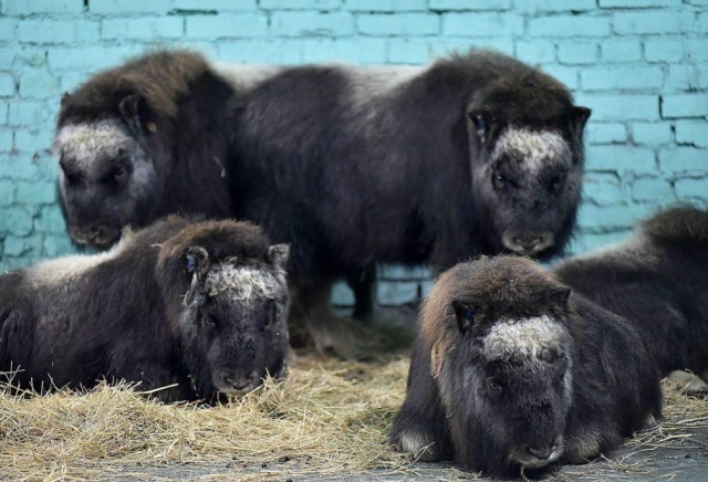 На Таймыре закрылась ферма овцебыков, на которую выделили 28 миллионов: животных выпустили в тундру