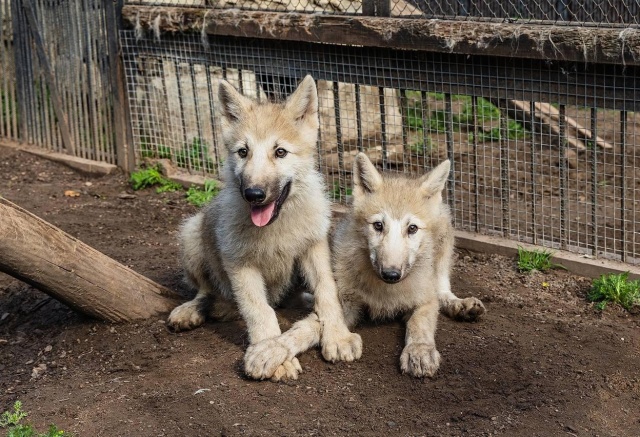 «Фрейя, Хати и Сколль»: трем арктическим волчатам в красноярском «Роев ручье» выбрали имена