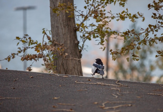 В Красноярске на выходных обещают до +9°C