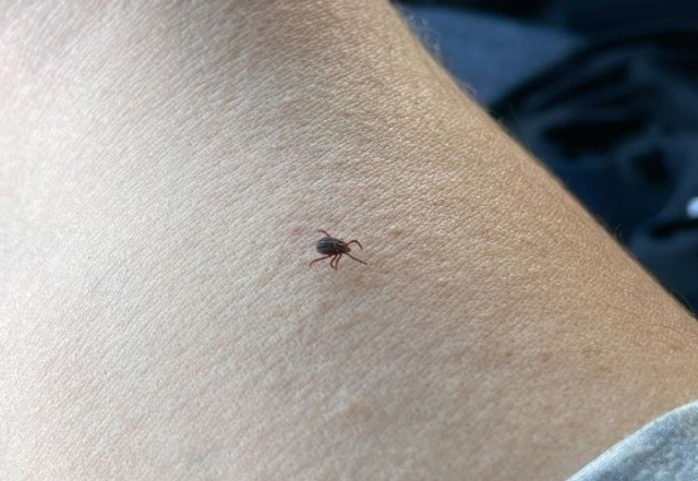 В каких районах Красноярского края клещи будут активнее всего: прогноз специалистов