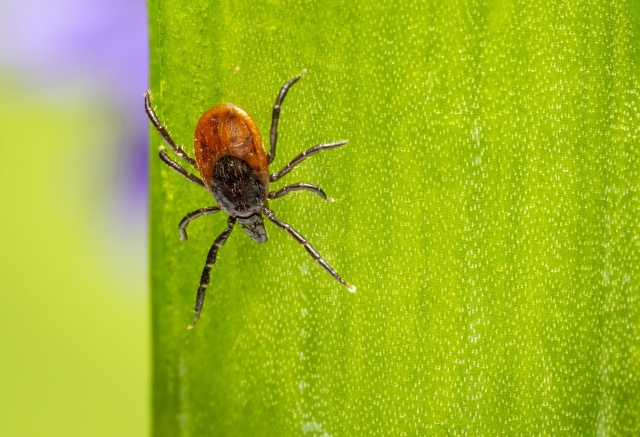 Почти половина снятых с жителей Красноярского края клещей переносят болезни