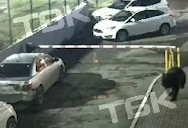 В Красноярске ввели режим угрозы возникновения ЧС из-за медведя