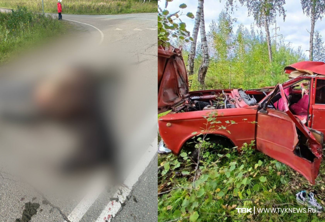 Сразу две аварии с дикими животными произошли на трассах Красноярского края за сутки: есть погибшие